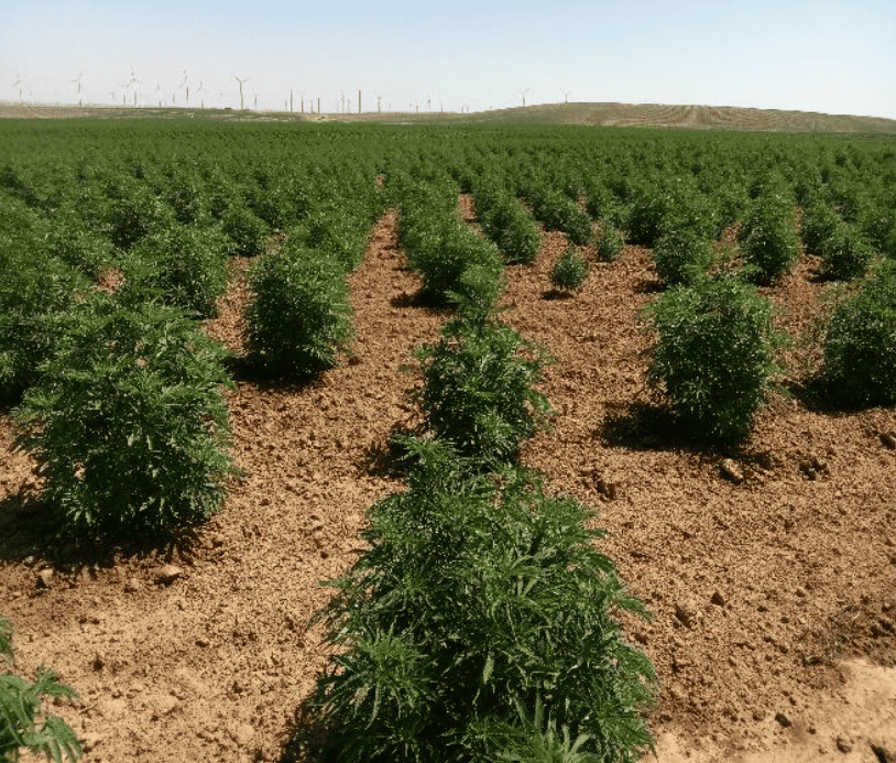 1,000 Acre Hemp Field, 3 Months