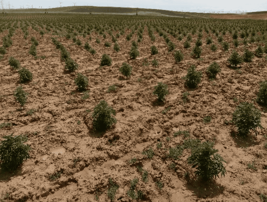 1,000 Acre Hemp Field, 1 Month