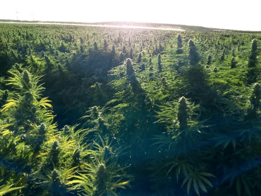 1,000 Acre Hemp Field, 6 Months